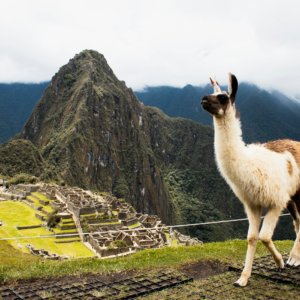 brown and white animal on high ground under white sky